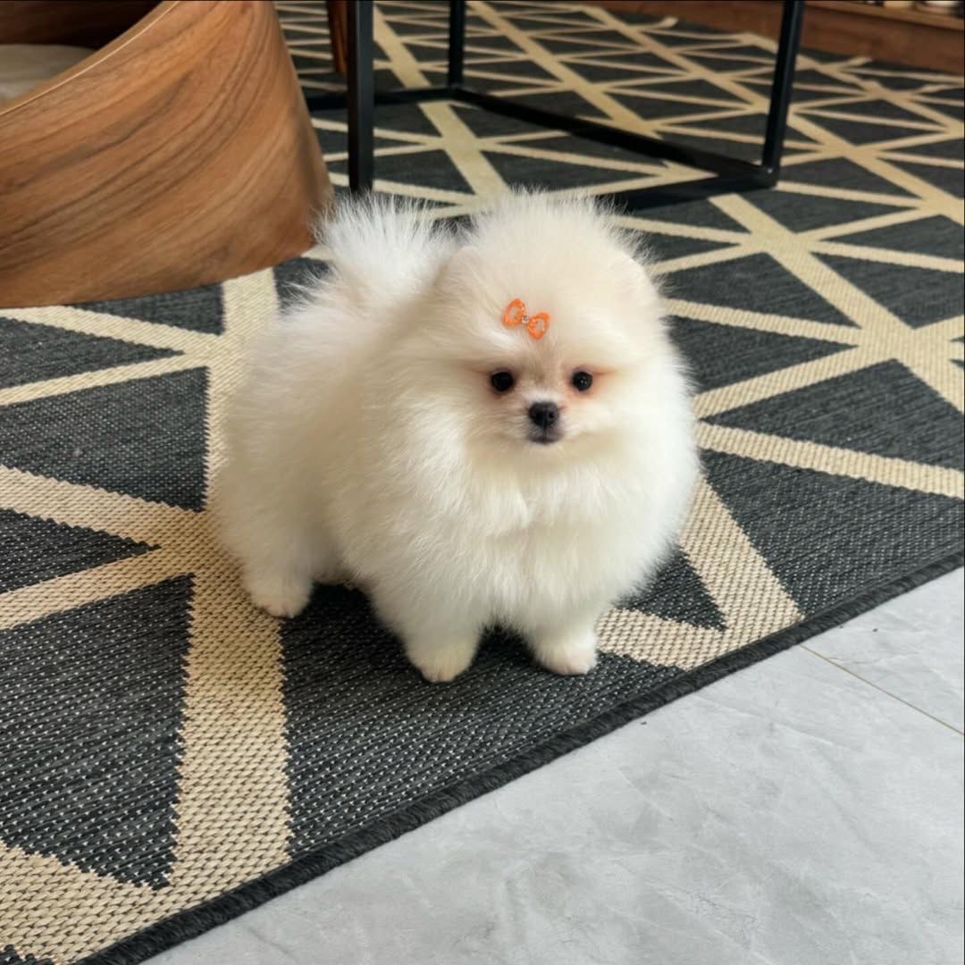 Roxy - White Pomeranian