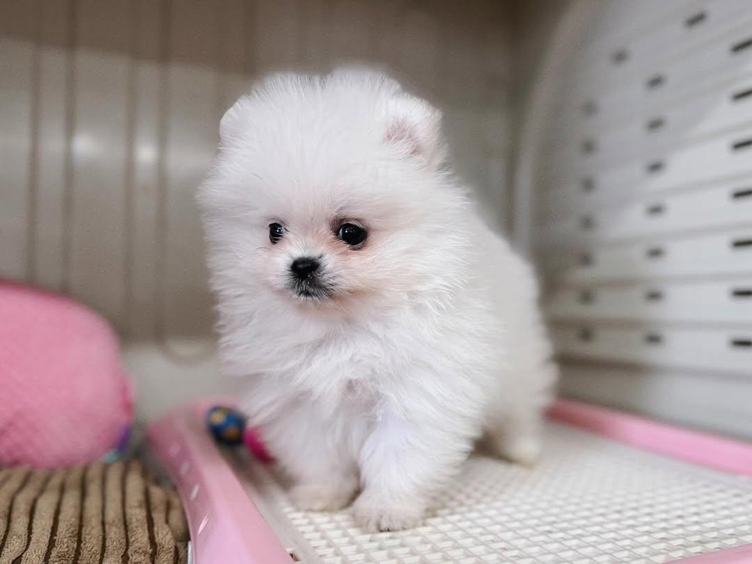 Shanise - White Pomeranian