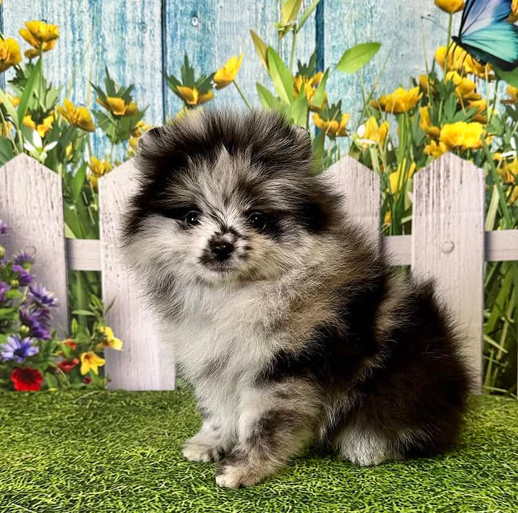 Tonio - Blue Merle Pomeranian